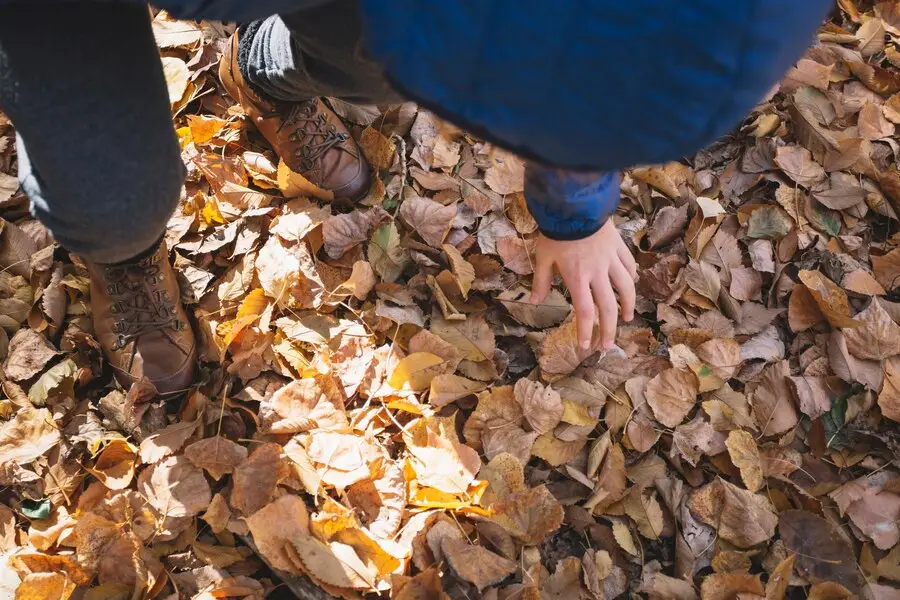 leaf dumping dispute between neighbors