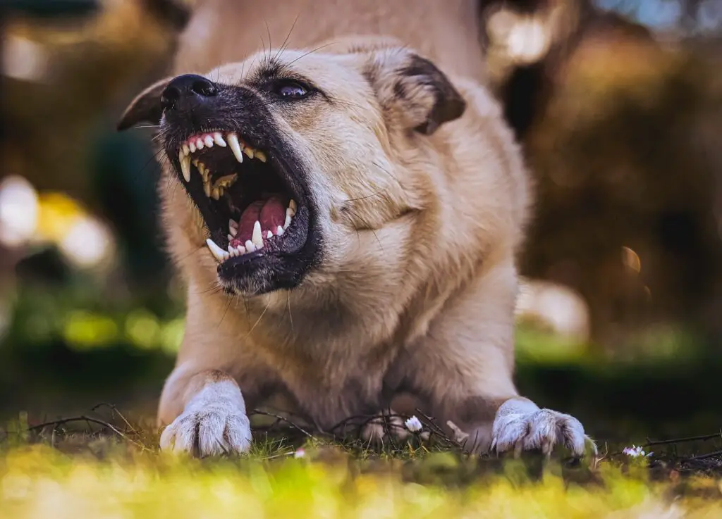 This viral video shows a YouTuber get bitten by a small dog. Who's liable?