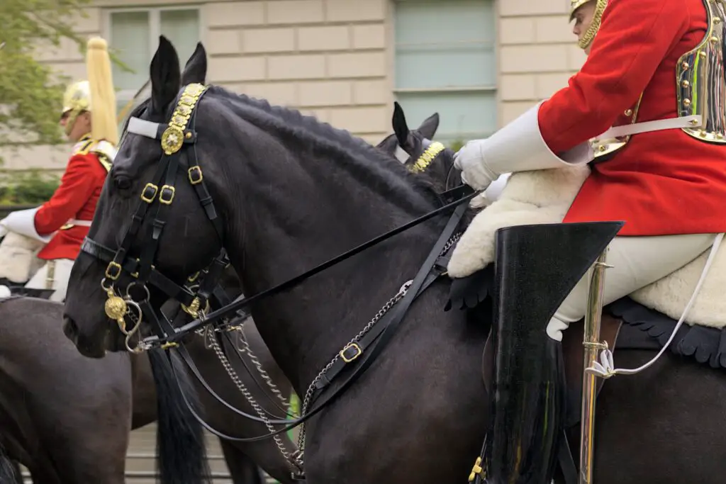 In this viral video, a tourist is bitten by a royal horse. Who's responsible?